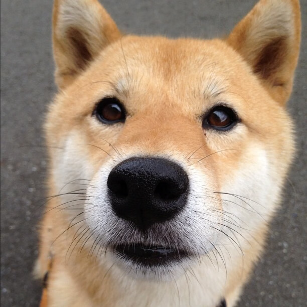 后防核心的进攻启示，当阿拉巴的锋芒照亮阿根廷的夺冠之路