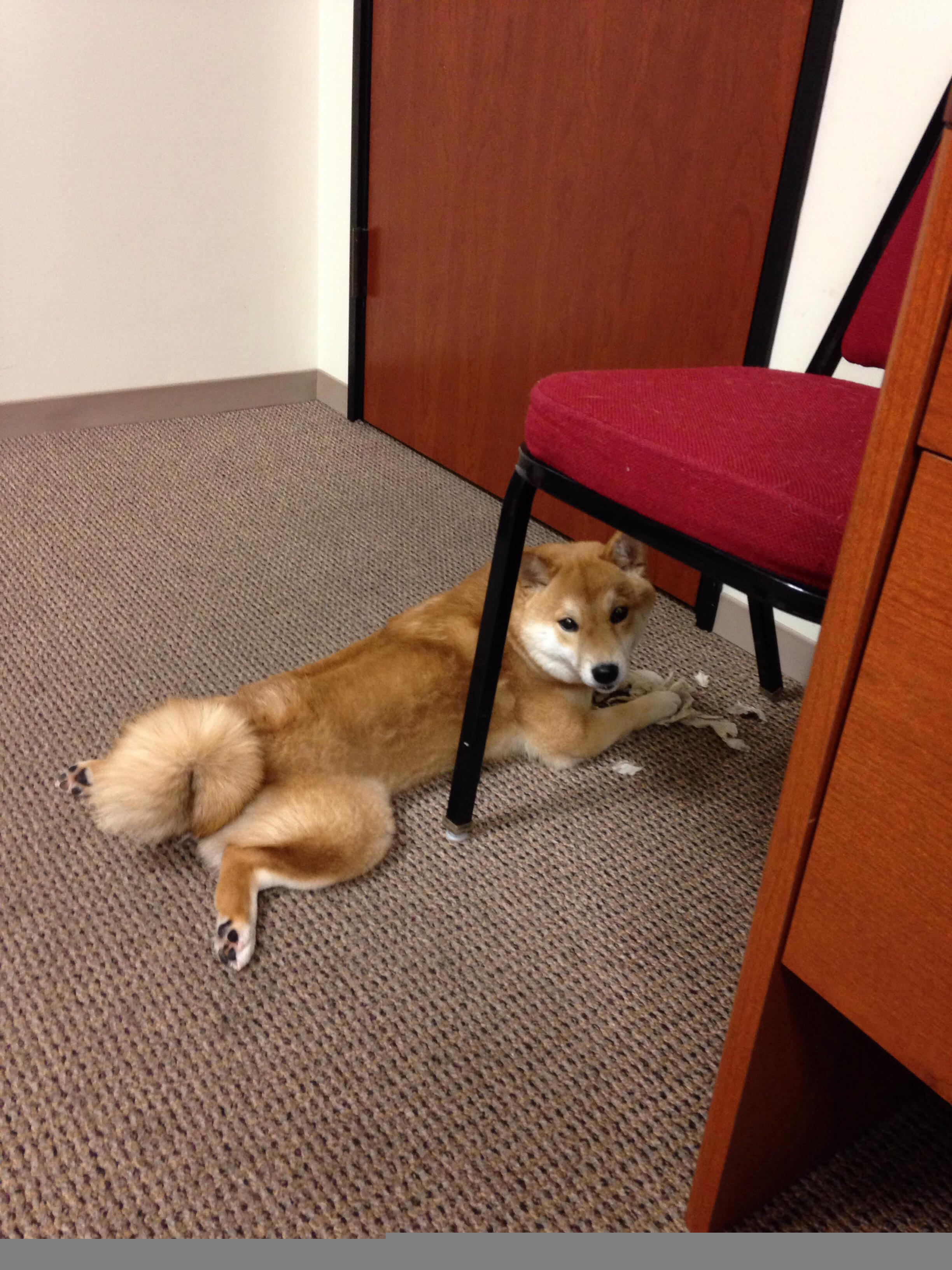 篮球之翼席卷足球圣殿,杰伦·格林的国家德比接管时刻