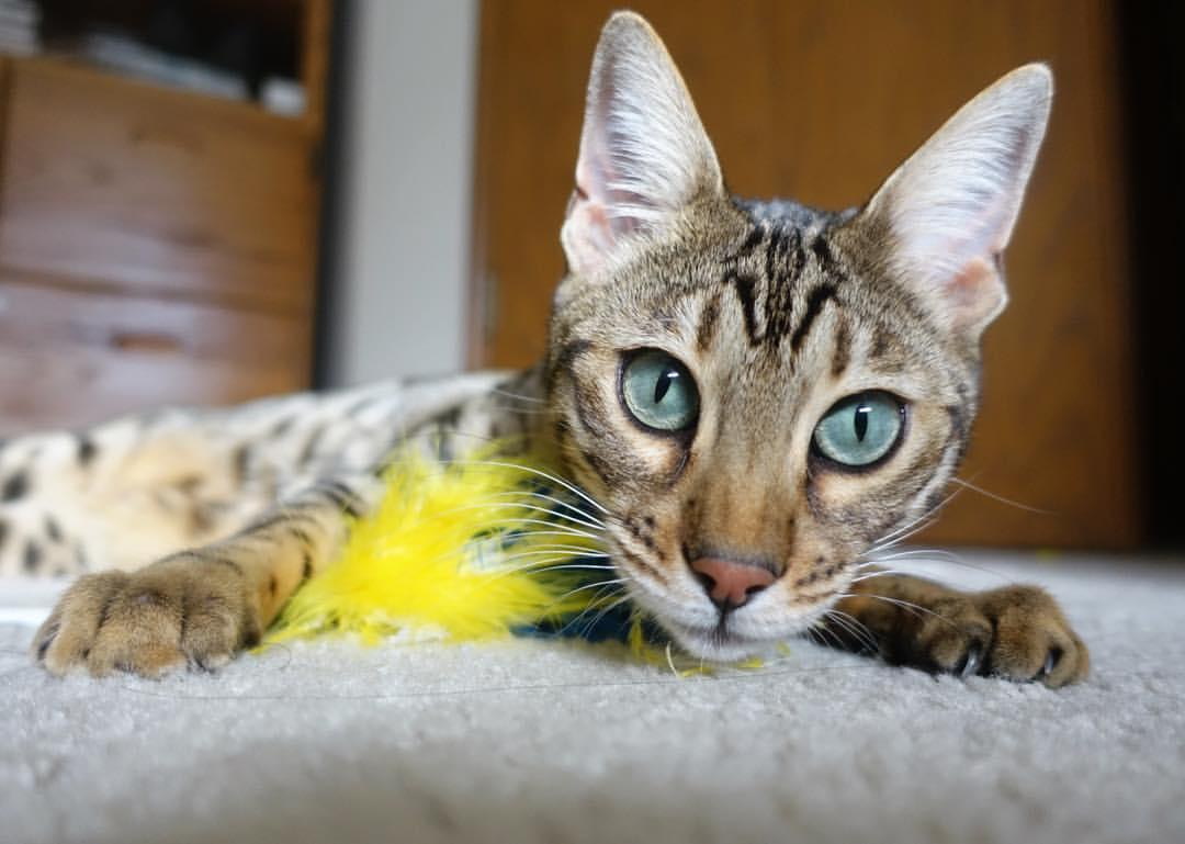 利拉德高原扬尘刀，末节20分斩碎步行者，用45天等一声迟到哨音