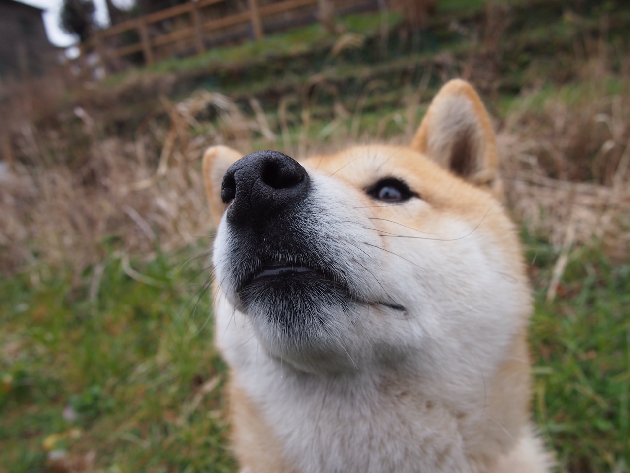 当密尔沃基的钢铁防线遇上天山脚下的疆域，伦纳德的无解表演与新疆队的困境隐喻